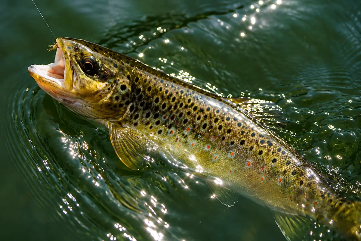 La truite Fario – Poisson de pays
