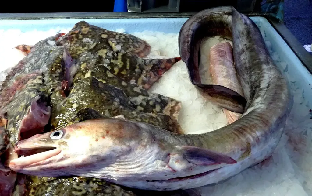 Congre entier présenté sur un étal de poissonnier