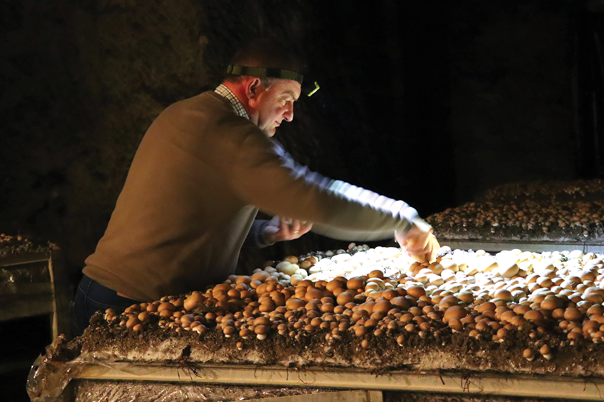 La champignonnière a abrité au fil des siècles une vie sous terre dont subsistent diverses traces. Les exploitants s’astreignent à une récolte quotidienne, y compris les week-ends et jours fériés. (Photo Rodolphe Corbin © Patrimoine Normand)