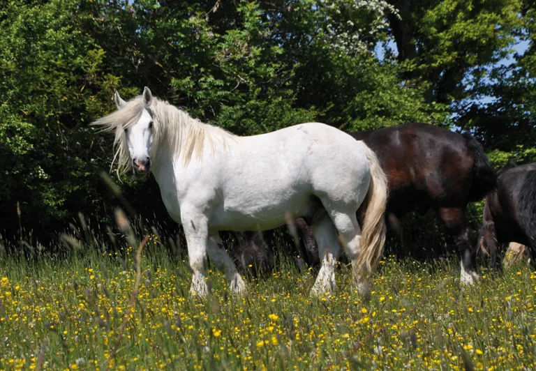 Le Percheron. (Photo Rodolphe Corbin © Patrimoine Normand)