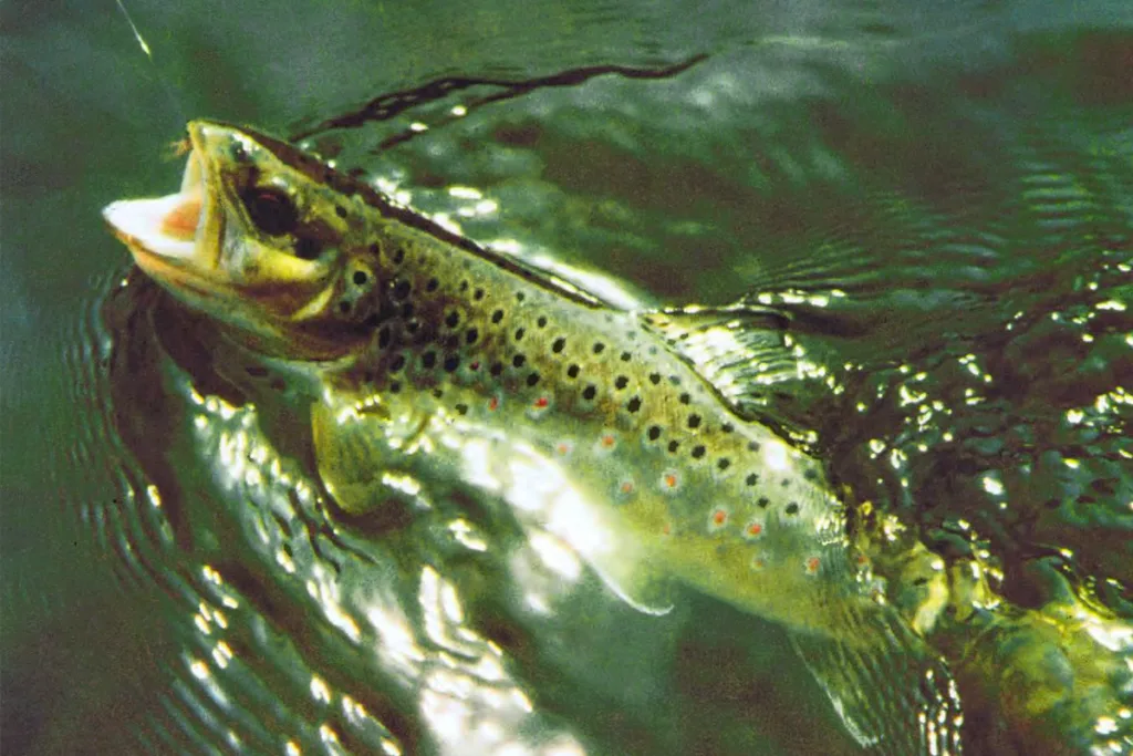 Splendide truite Fario prise à la mouche artificielle. (© Yvon Carbonne)