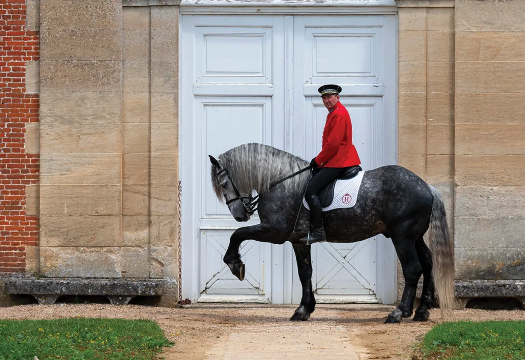 Le cheval, vivant patrimoine de la Normandie (© Haras national du Pin)