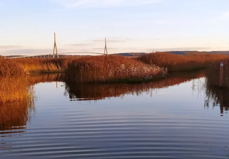 Au pied du pont de Normandie s’étendent de vastes roselières. (© Stéphane William Gondoin)