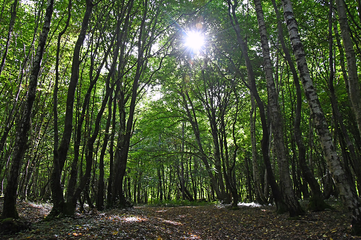 Le charme enveloppant de la forêt de Conches. (Photo Rodolphe Corbin © Patrimoine Normand)