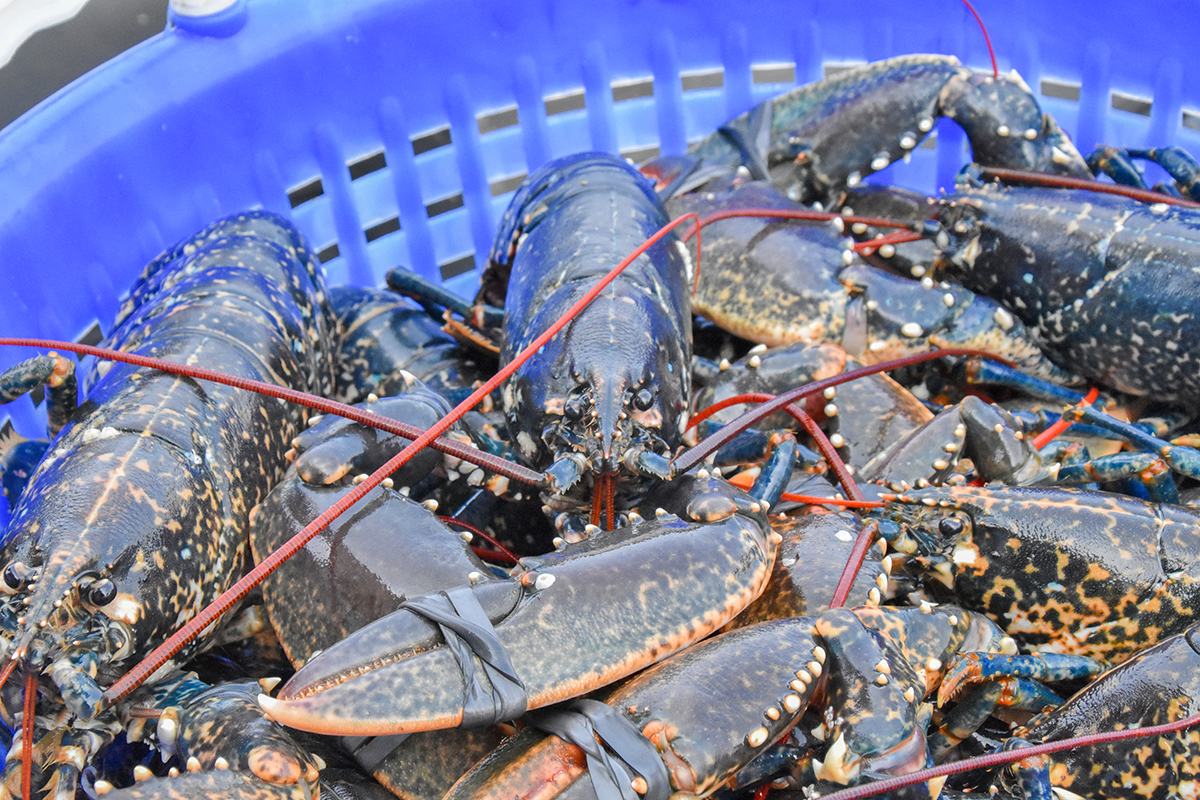 La pêche au homard en Normandie – Une tradition millénaire
