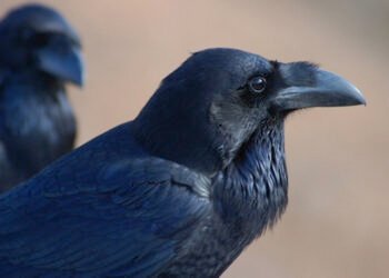 Le Nez de Jobourg, un des principaux lieu où vit le Grand Corbeau. (DR)