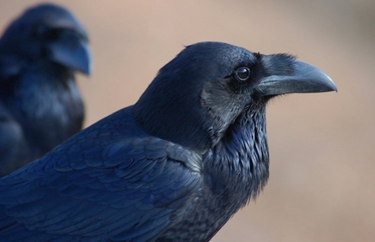 Le Nez de Jobourg, un des principaux lieu où vit le Grand Corbeau. (DR)