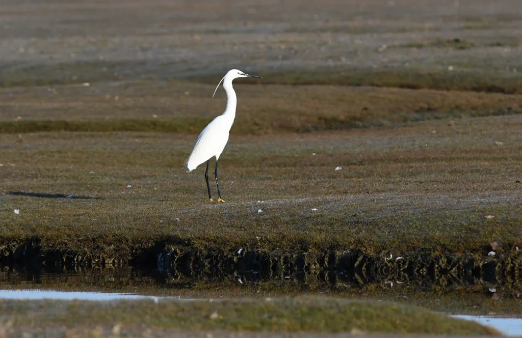 Aigrette garzette (Egretta garzetta) en baie du Mont-Saint-Michel. Espèce emblématique des zones humides normandes, observée ici dans une des réserves naturelles suivies par le Groupe ornithologique normand (GONm). (Photo Rodolphe Corbin © Patrimoine Normand)