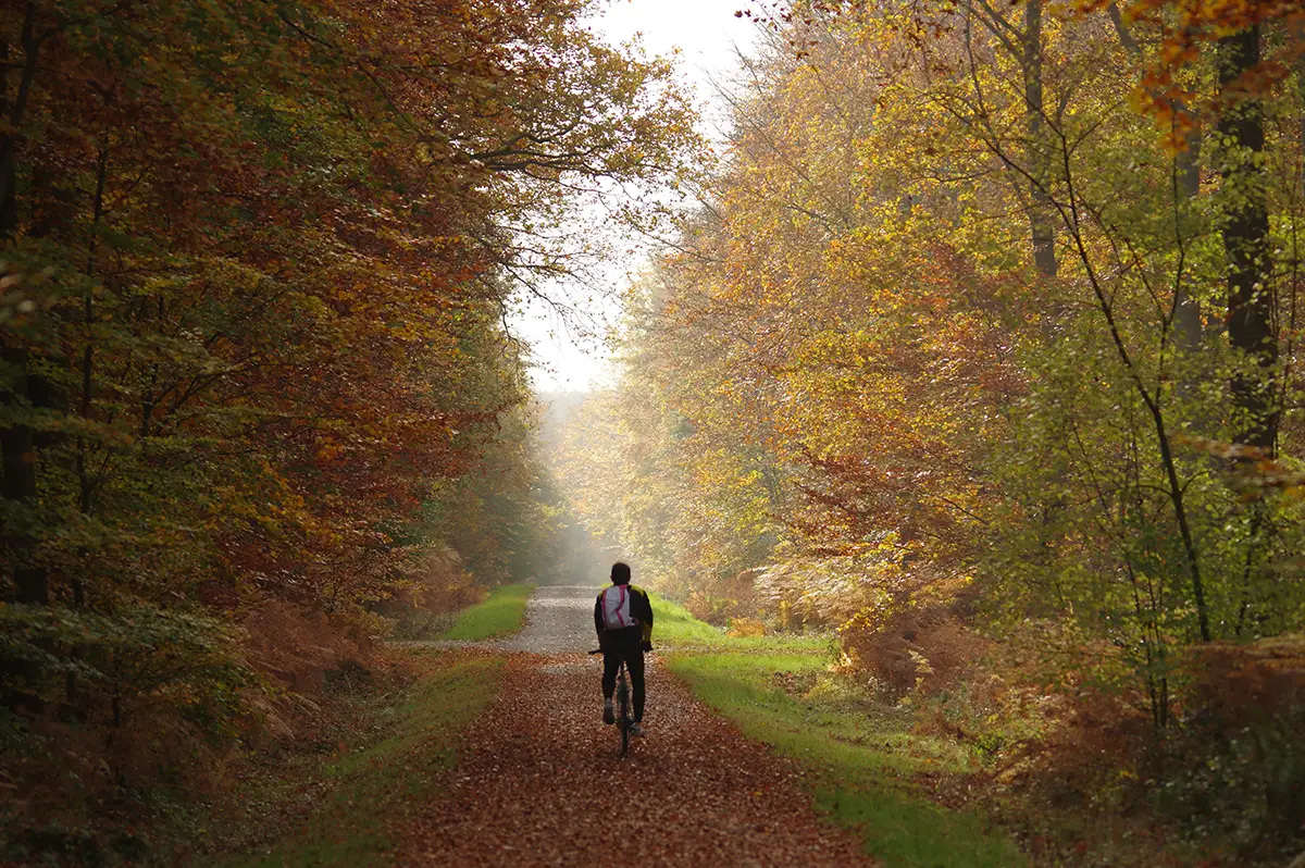 Petites et grandes merveilles de la forêt de Brotonne