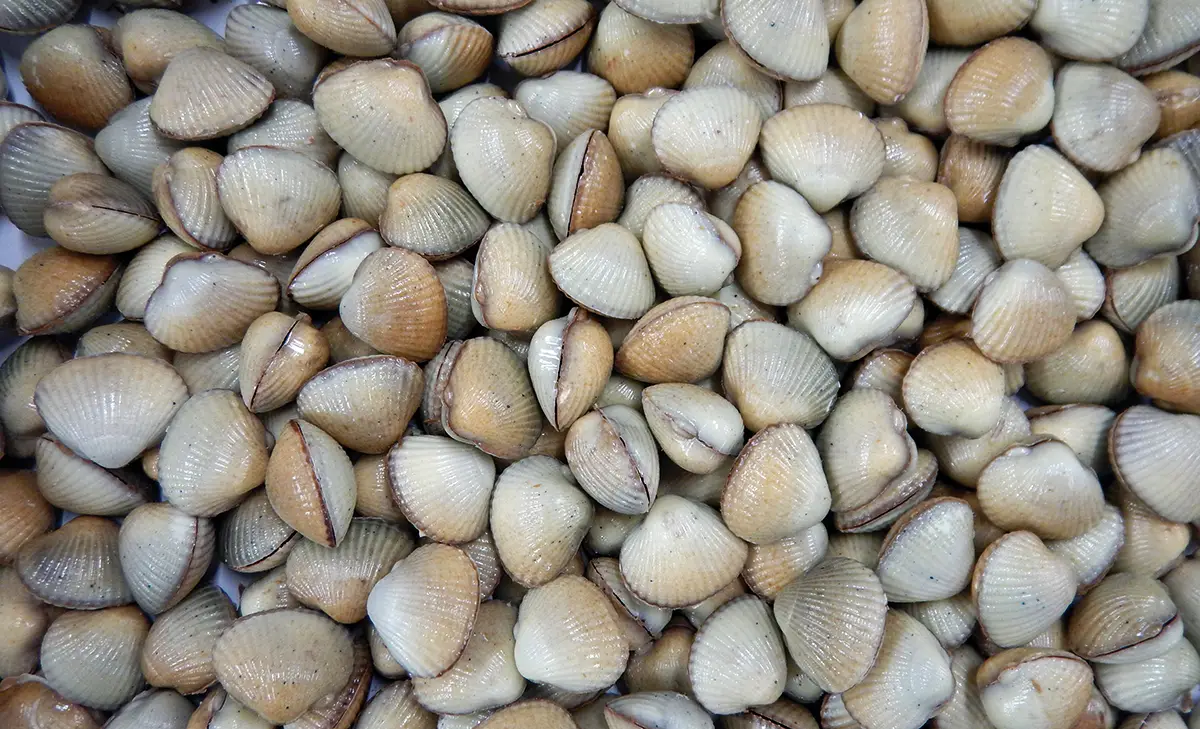 Les Coques de Cabourg