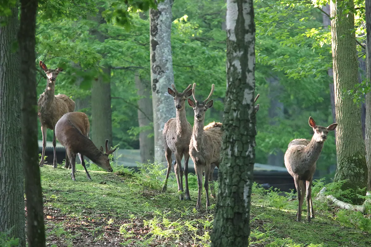 Forêt de Grimbosq – Randonnée au pays de la Bête de Caen !