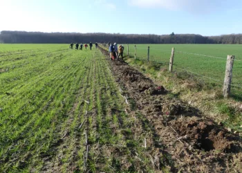 Depuis 2018, au sein du PNR et Géoparc Normandie-Maine, 70 km de haies ont été replantées sur 192 chantiers. Des jeunes plants de végétaux locaux sont en cours de plantation. (© Fondation du Patrimoine)