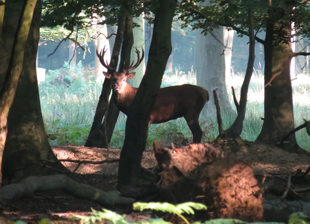 Cerf, chevreuil, sanglier – Âmes de nos forêts normandes