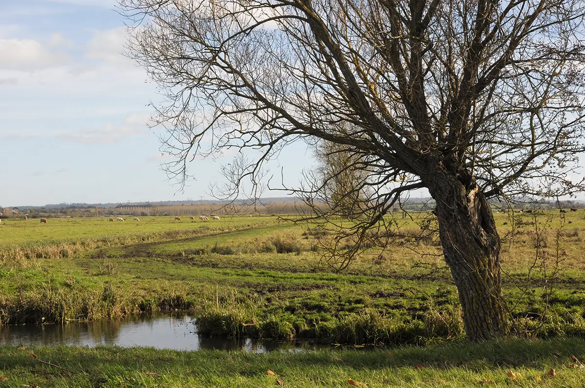 Les marais de la Dives – Terre d’élevage, terre de chasse