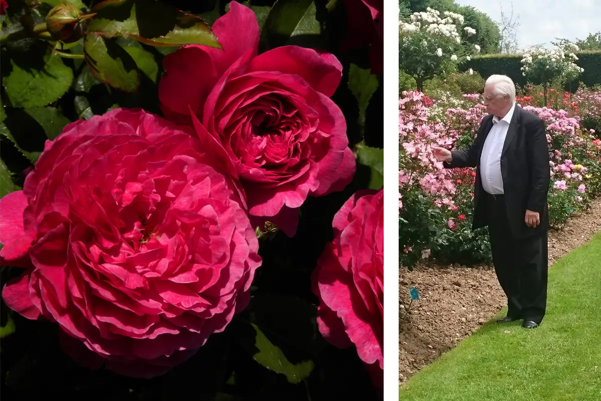 Les roses en Normandie
