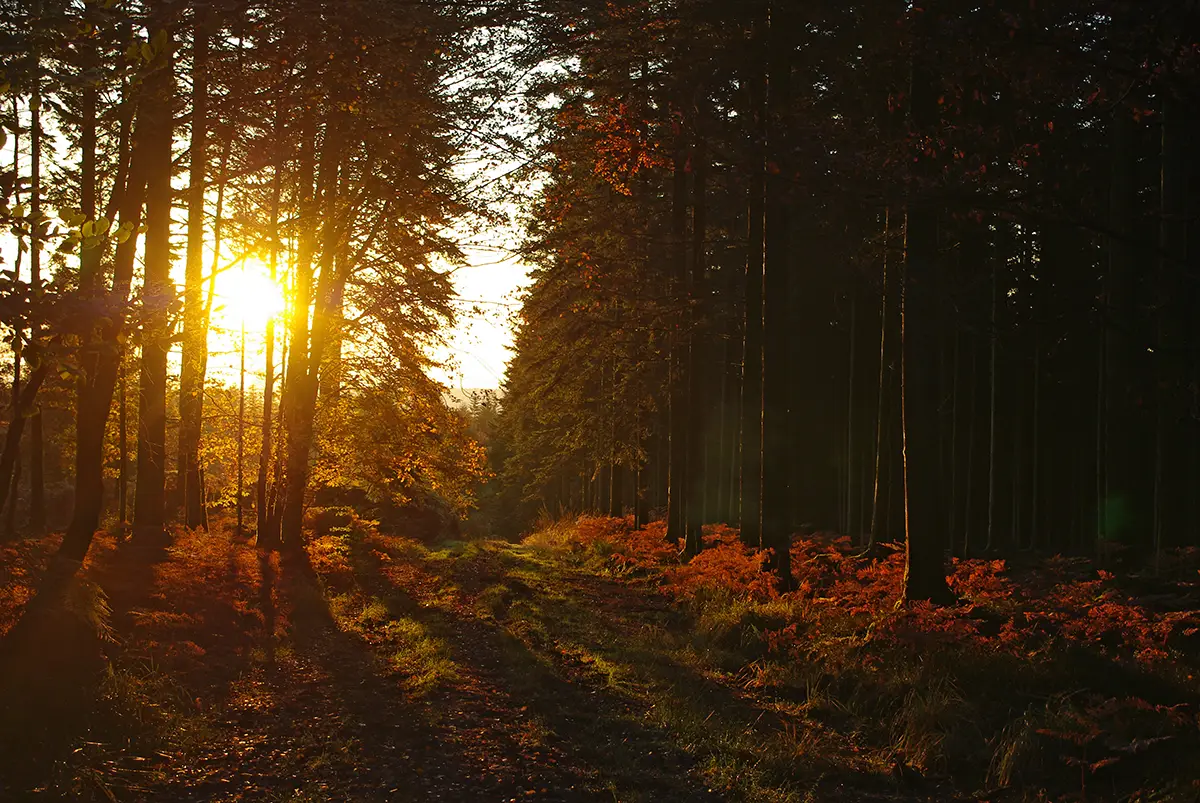 Histoire de la forêt normande