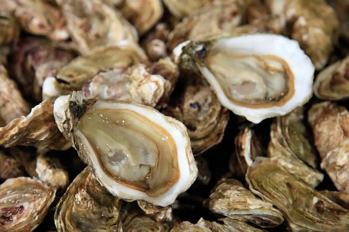 Huîtres de Normandie – Petite histoire du XVIIIe siècle à nos jours