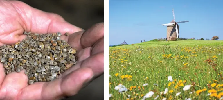 Culture du sarrasin en Normandie