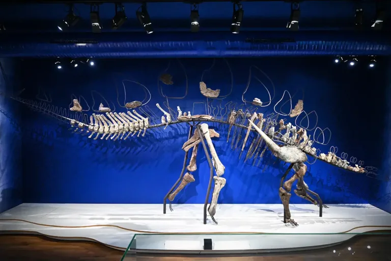 Une brève histoire de la paléontologie en Normandie