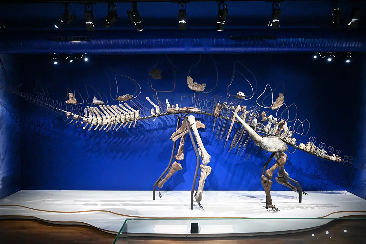 Une brève histoire de la paléontologie en Normandie