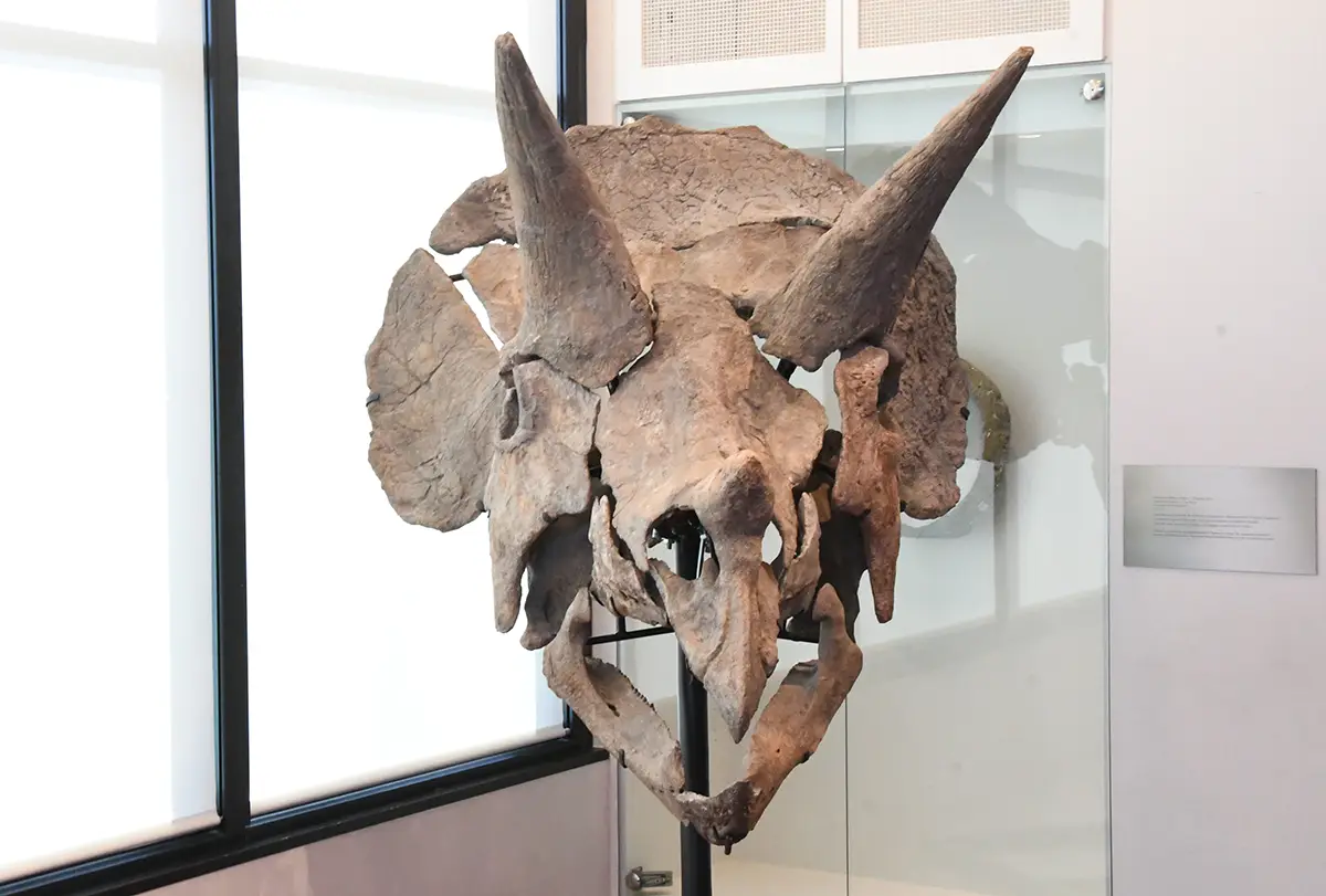 Tricératops et compagnie au Paléospace