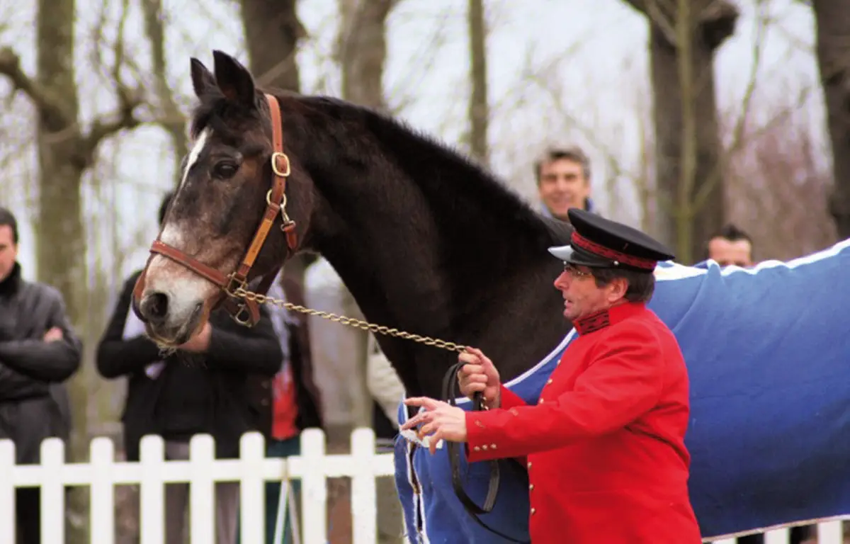 Haras du Pin : mort de l&rsquo;étalon Workaholic