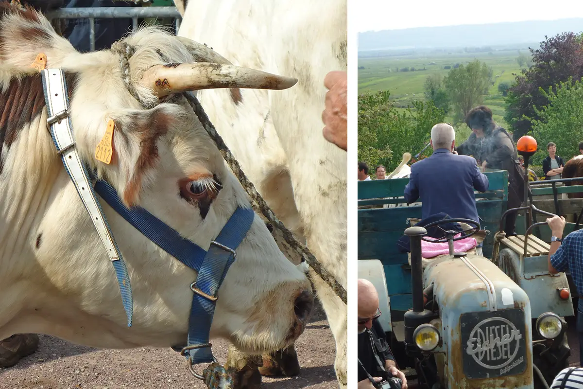 L’étampage à Marais-Vernier : une tradition toujours aussi vive !