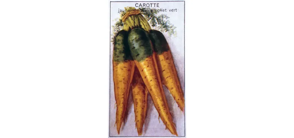 Affiche représentant des carottes jaunes.