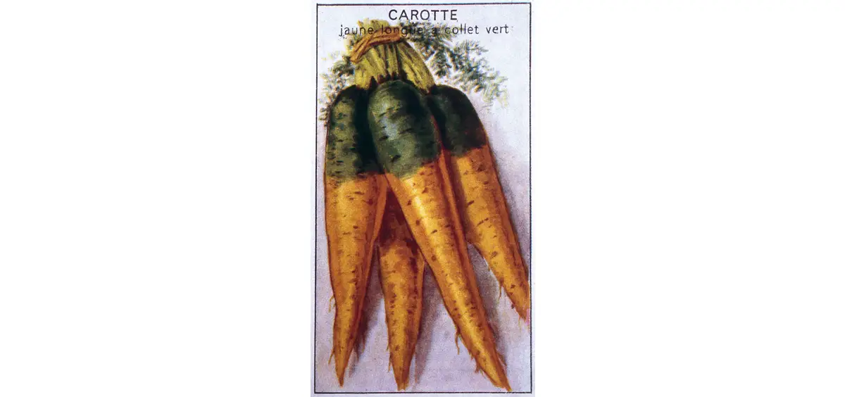 Affiche représentant des carottes jaunes.
