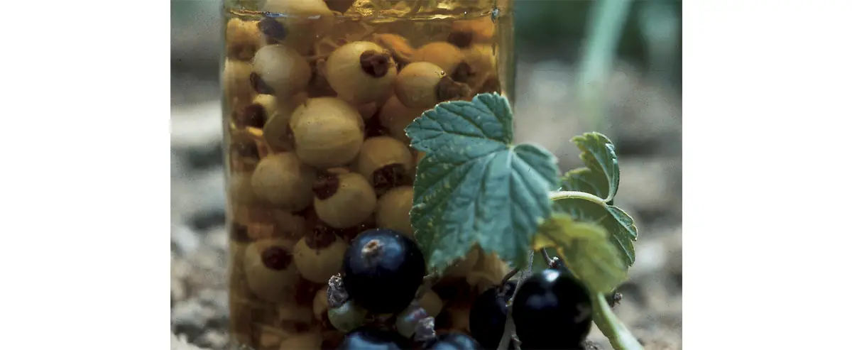 Photo de cassis blanc à « l’eau-de-vie ».