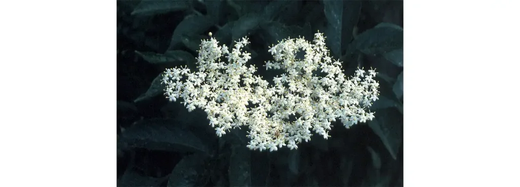 Photo d'une fleur de Sureau.
