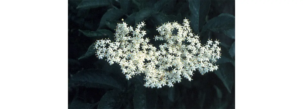 Photo d'une fleur de Sureau.