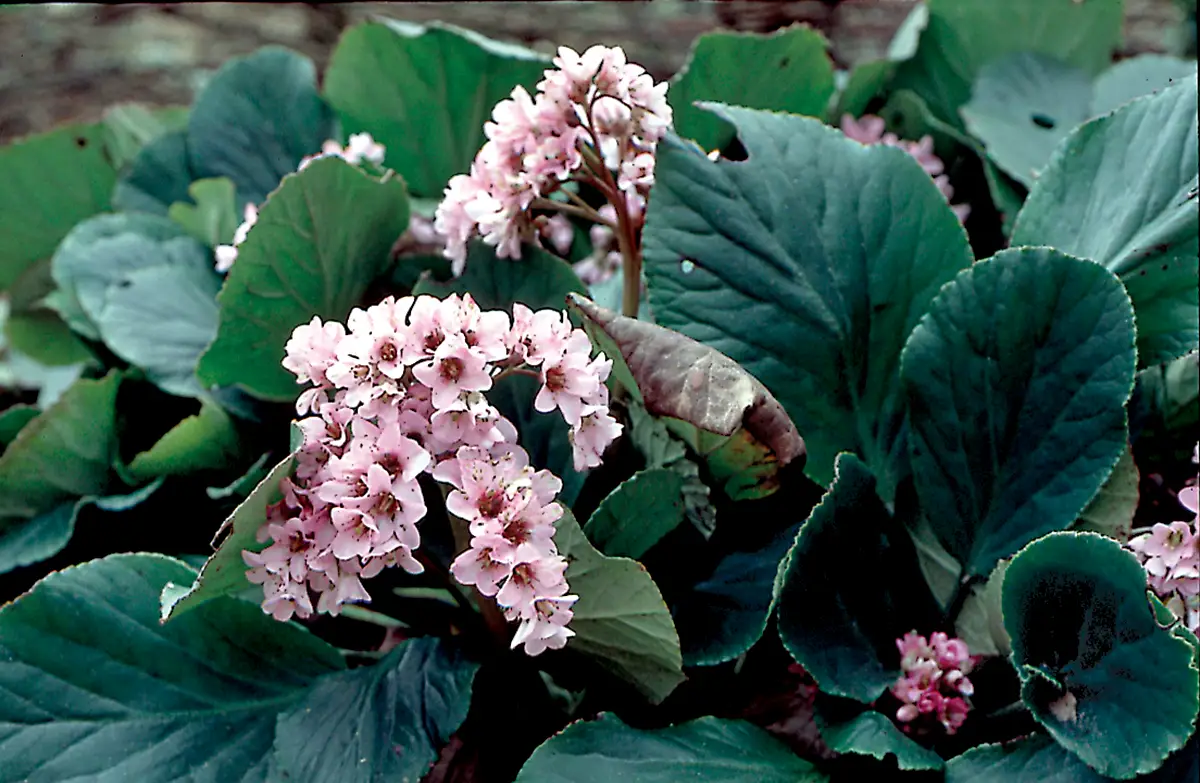Plantes domestiquées en Normandie : des fleurs à l’église toute l’année