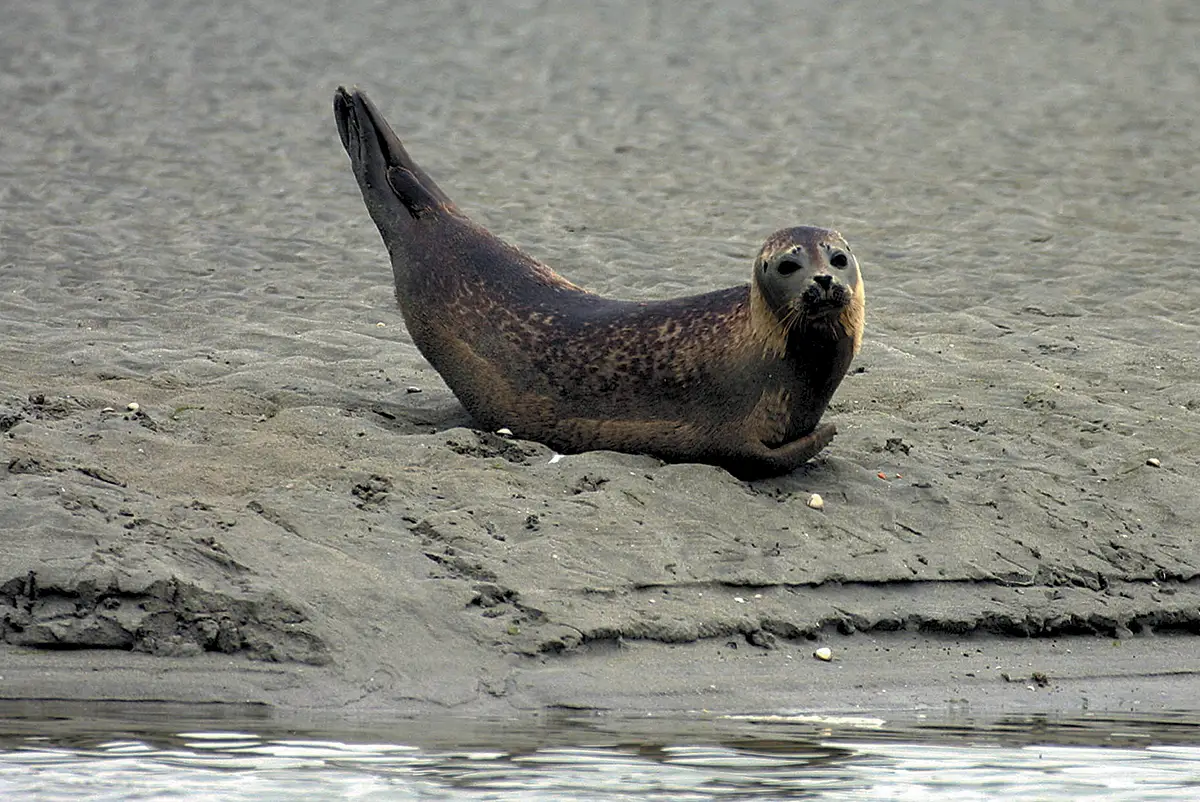 Le phoque en baie du Mont-Saint-Michel