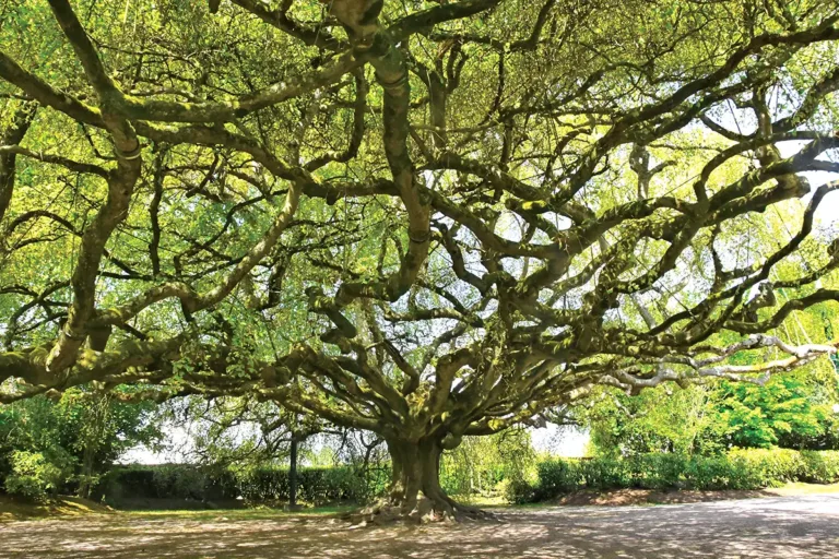 Arbres remarquables en Normandie