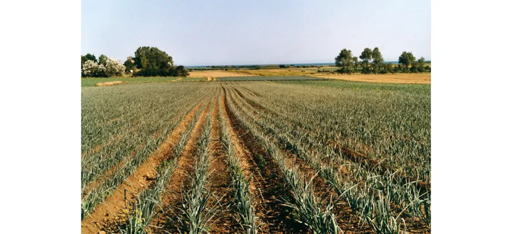 Photo d'un champ de poireaux à Réville