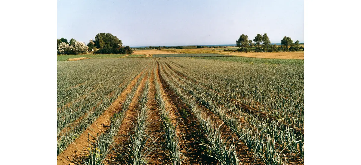 Photo d'un champ de poireaux à Réville