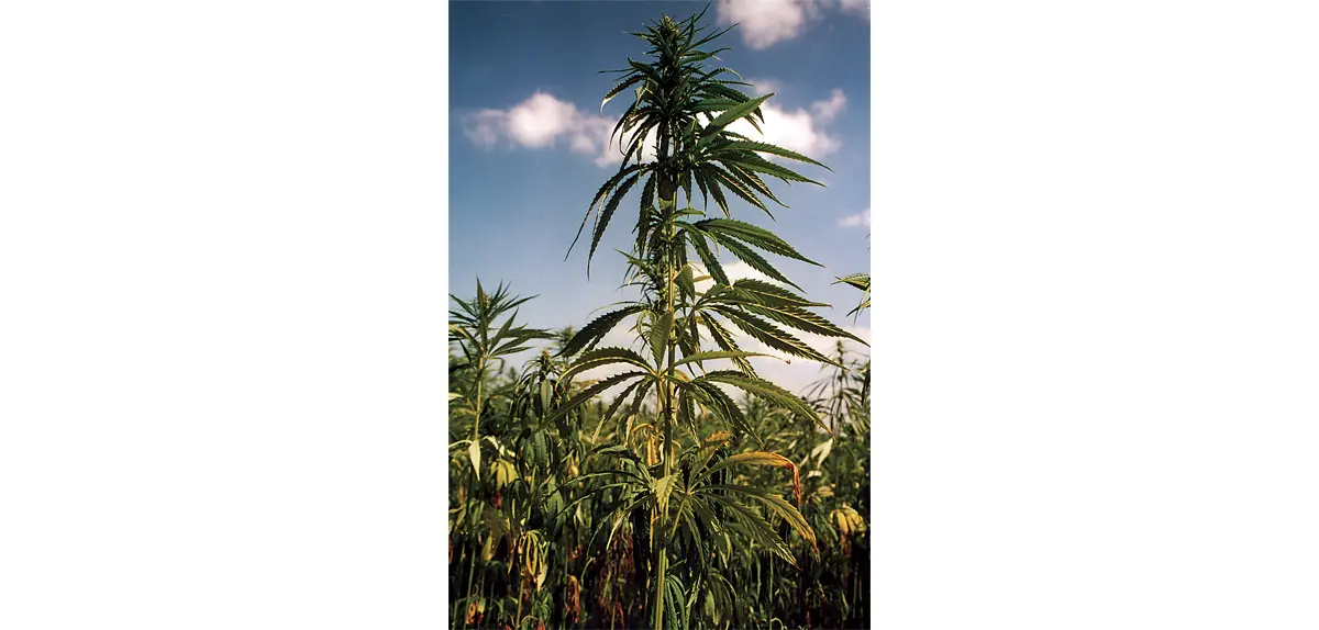 Photo d'une tige de chanvre.