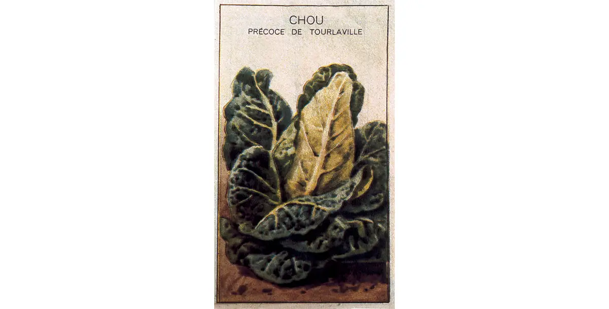 Affiche représentant un chou de Tourlaville - Graines Caillard.