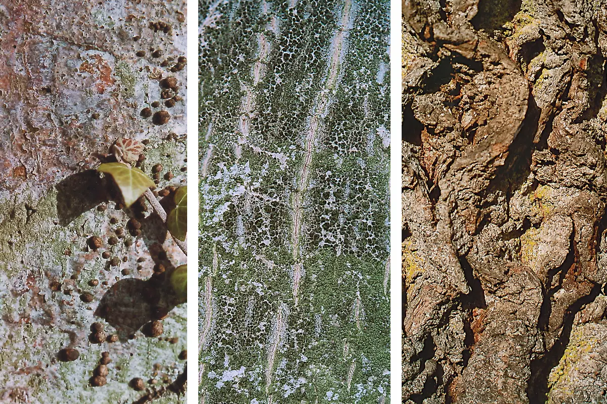 Les écorces : un univers méconnu