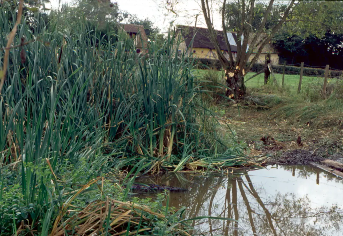 Plantes domestiquées en Normandie : la laîche