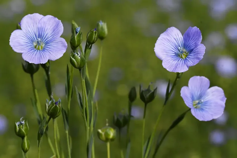 Le lin, trésor de l’agriculture normande