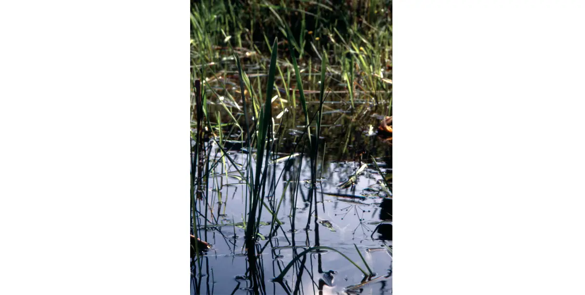 Dans la mare. (© Christiane Dorléans)