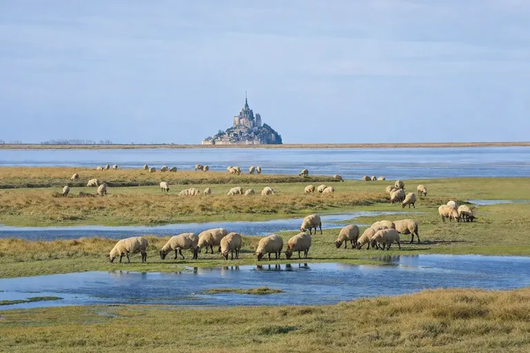 Le mouton de pré-salé et le mont Saint-Michel