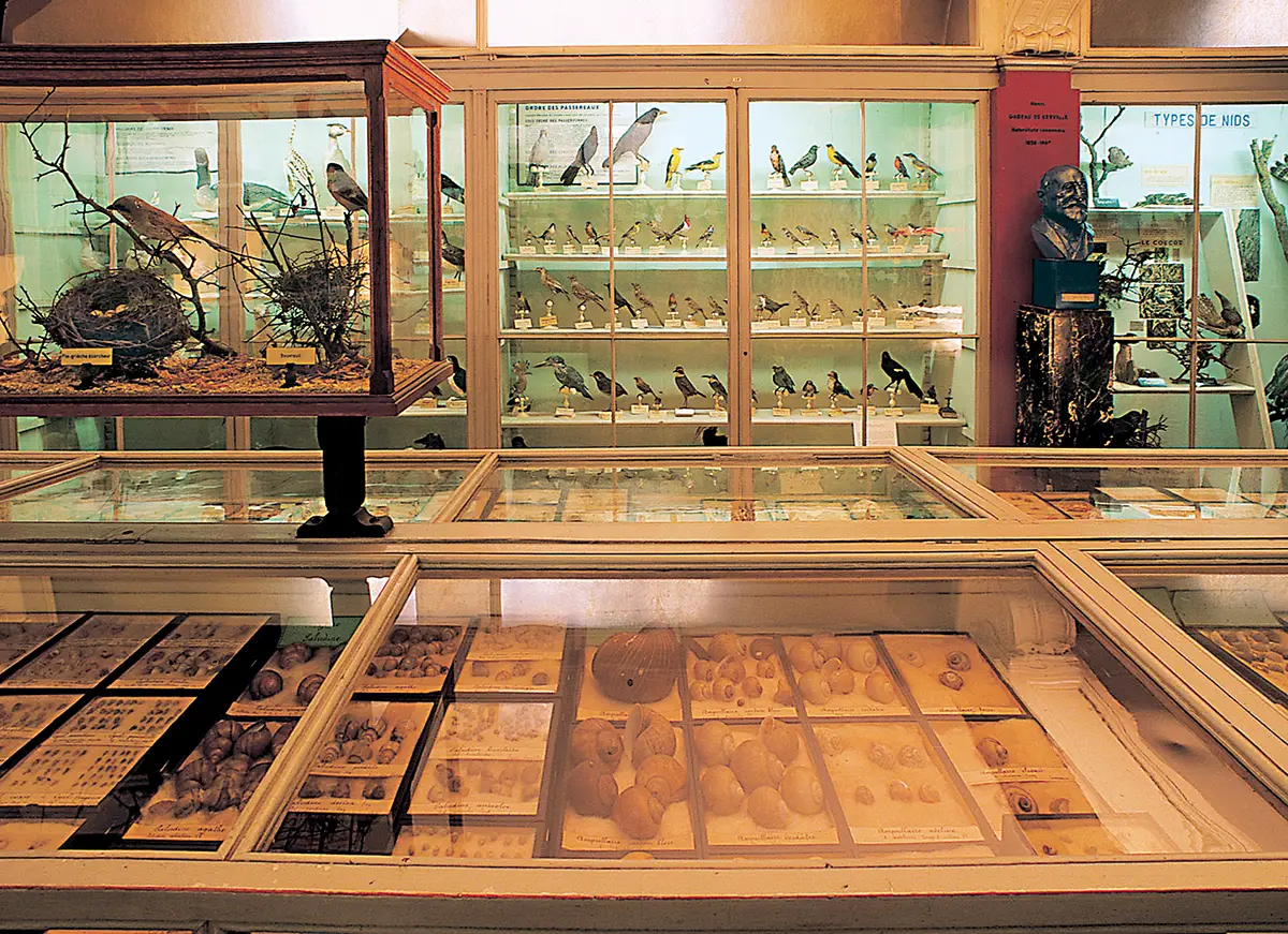 Le réveil du Muséum d&rsquo;Histoire Naturelle Rouen