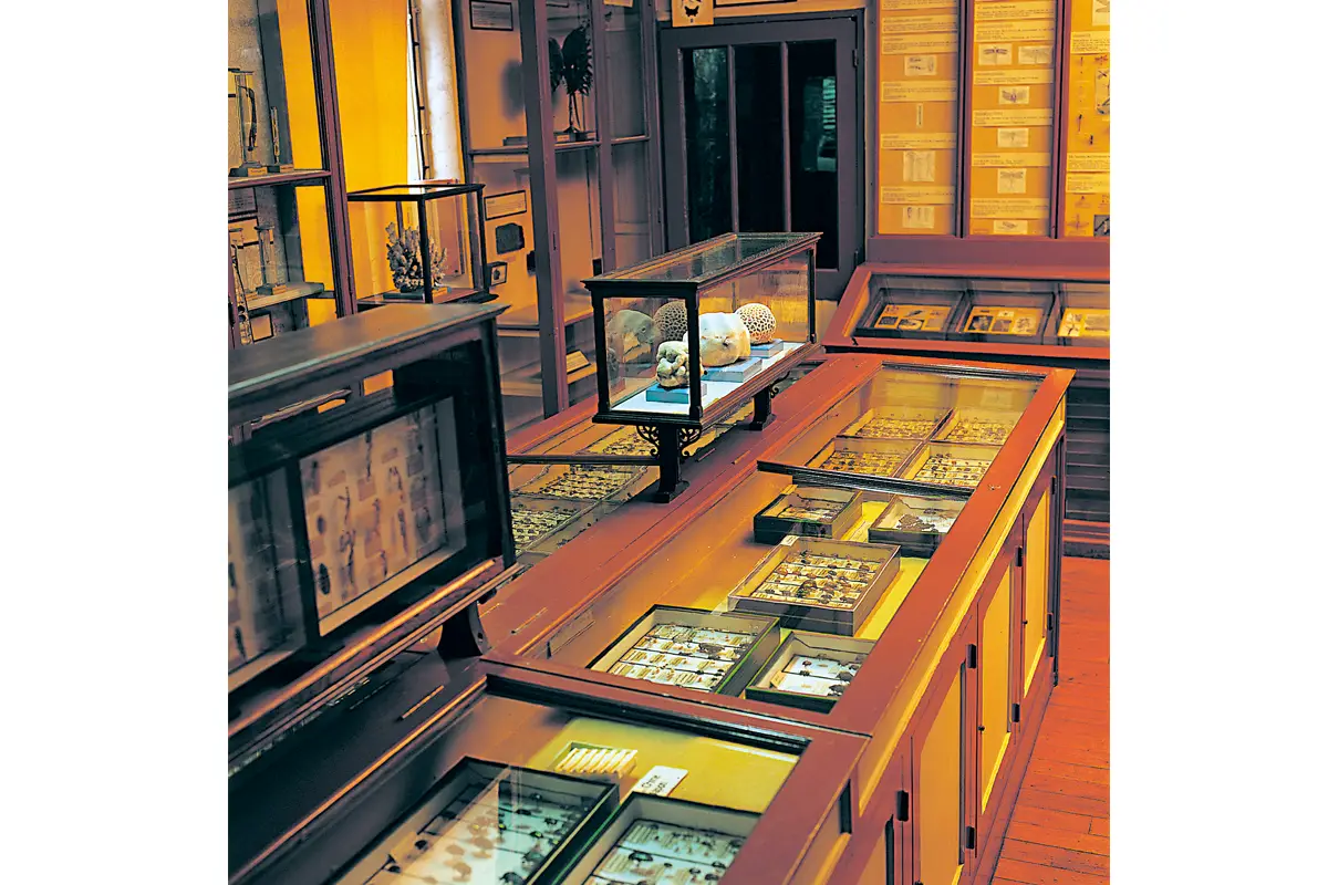 Muséum d’Histoire Naturelle de Rouen. Salle des invertébrés.