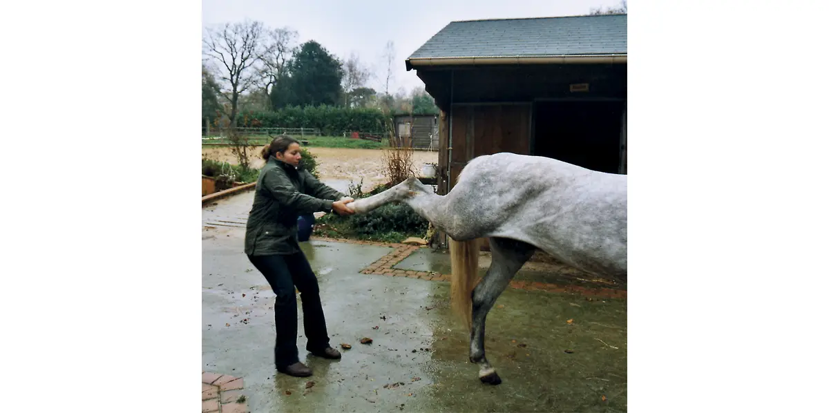 Centre équestre de Ditchling (Sussex), à proximité de Brighton. Anne-Sophie effectue ici un geste spectaculaire (mais non violent, car respectueux des mouvements naturels de l’animal) qui soulagera le cheval : il reprendra dans moins d’une semaine ses activités habituelles. (Photo Thierry Georges Leprévost © Patrimoine Normand)