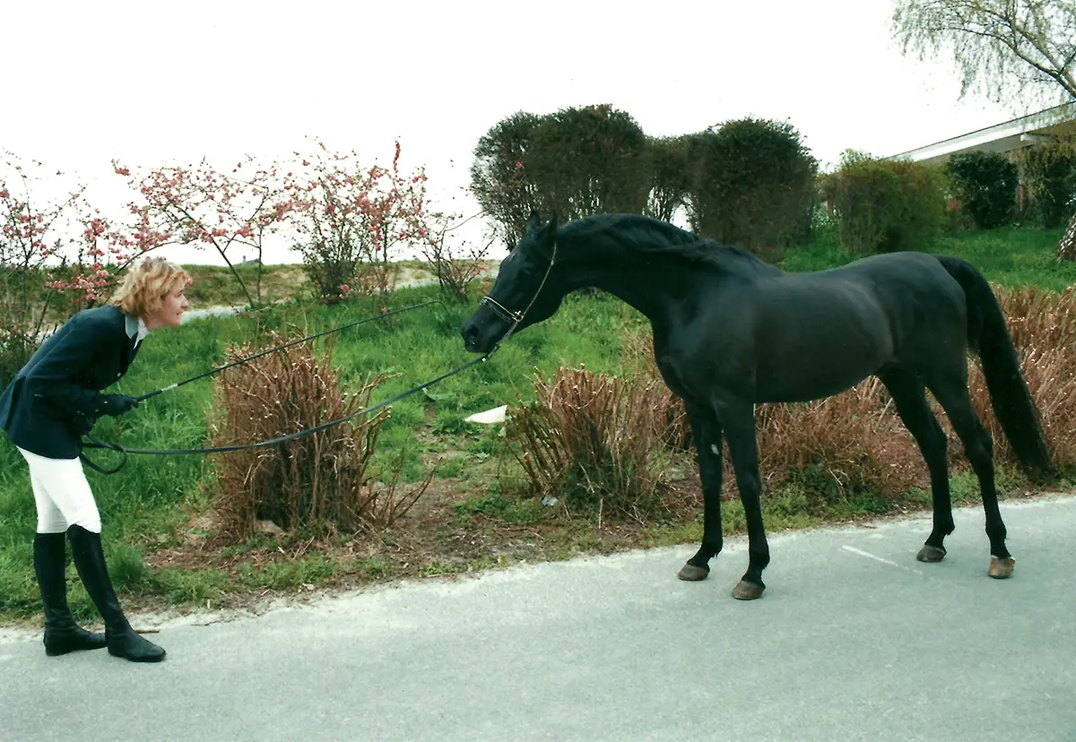 Saint-Lô : éphémère capitale du Cheval