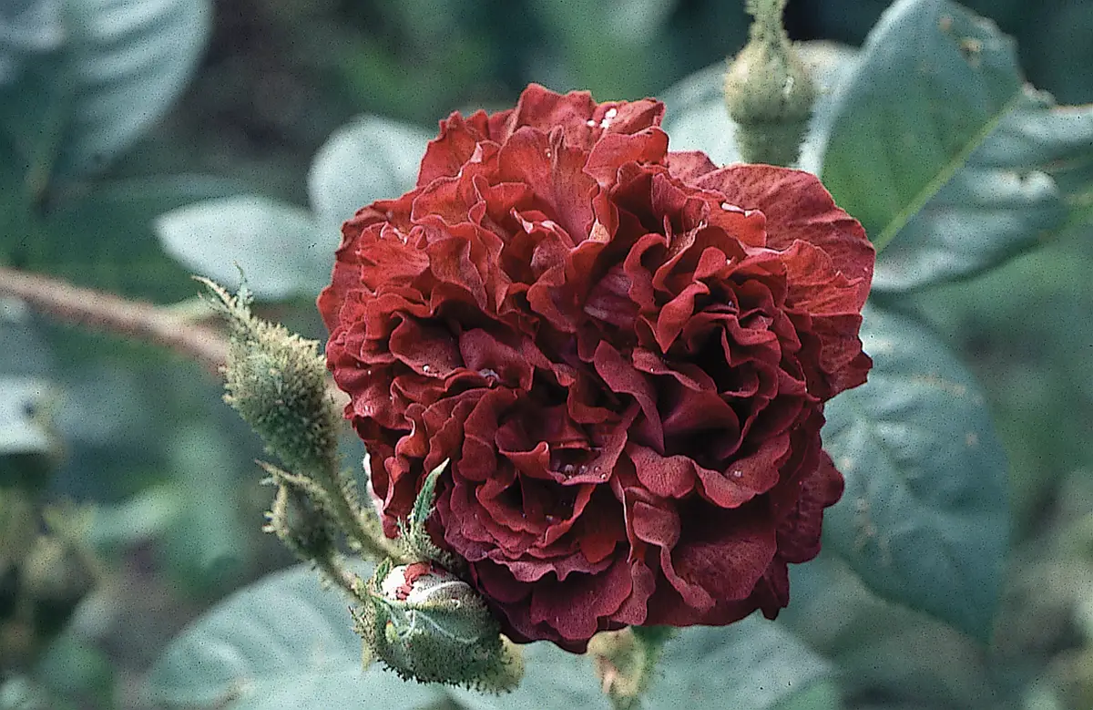 Histoires de roses en Normandie