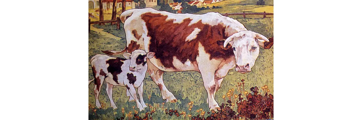 Pour « herber les veaux ».